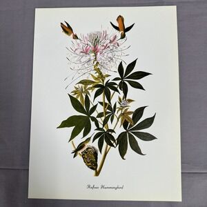 1950 Vintage Print Rufous Hummingbird American Bird Art Illustration Audubon